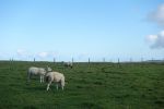 PICTURES/Cliffs of Moher - Clare County/t_DSC05146.JPG